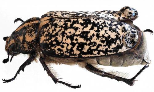 Polyphylla fullo